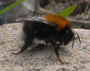 Hummel (oder Ackerhummel)