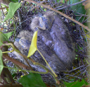 Junge Ringeltauben im Nest