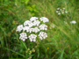 Blüte des Wiesenkerbels (Foto: Kim Nase, 9)